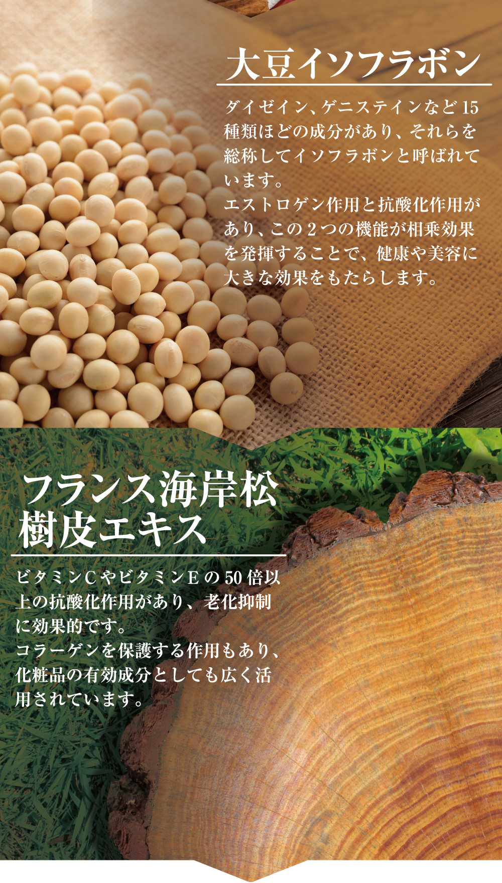 大豆イソフラボ。エストロゲン様作用と抗酸化作用の機能が相乗効果を発揮することで大きな効果をもたらします！フランス海岸松樹皮エキス。ビタミンCやビタミンEの50倍以上の抗酸化作用があり、老化抑制に効果的です。コラーゲンを保護する作用もあり、化粧品の有効成分として広く活用されています。